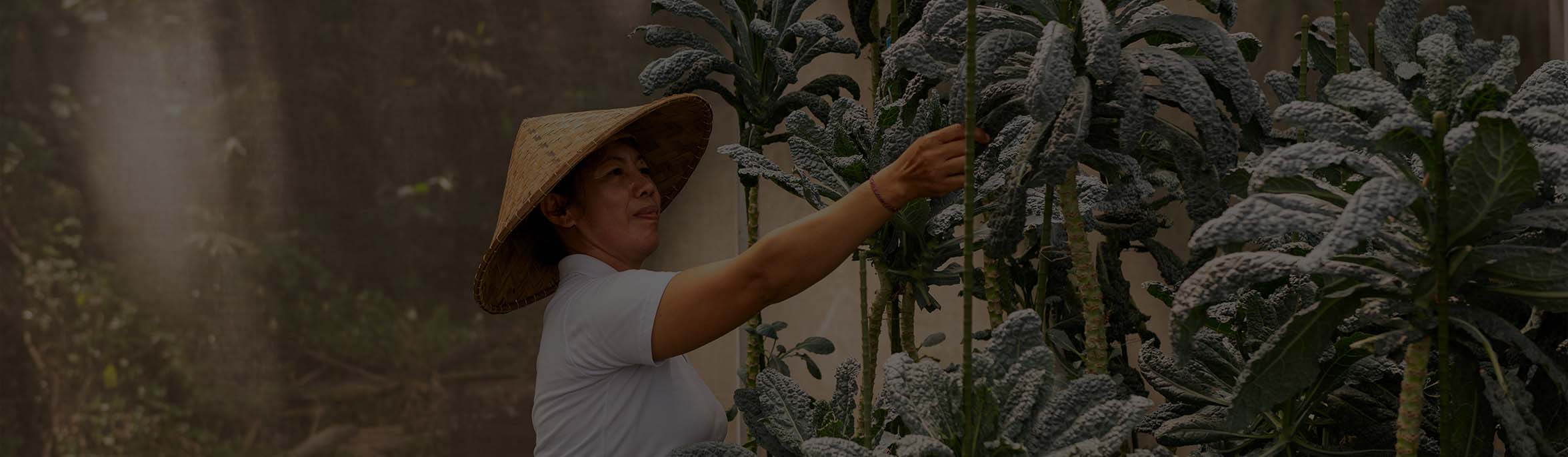 A member of the CasCades Restaurant team, wearing a traditional conical hat, harvesting fresh Tuscan kale in the restaurant's greenhouse.
